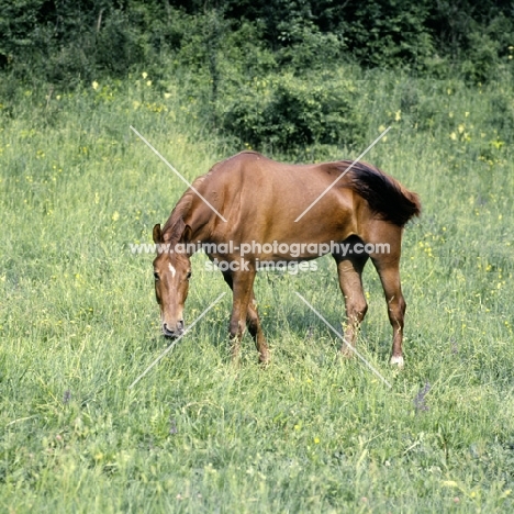 kisber mare in hungary