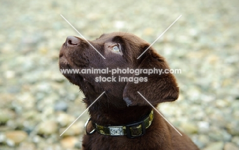 Chocolate Labrador Retriever puppy head shot looking up