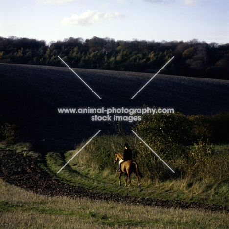 horse and rider walking home in evening light