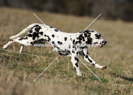 Dalmatian running