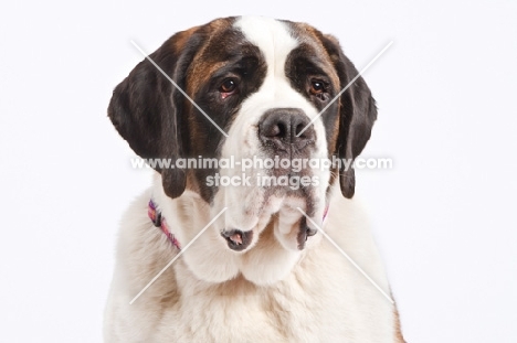 Saint Bernard portrait on white background