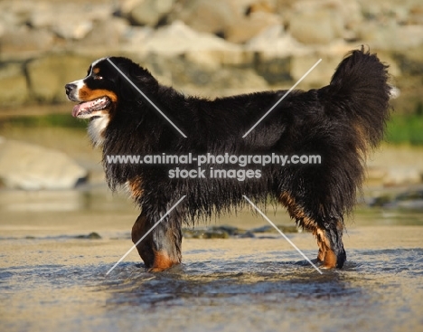 Bernese Mountain Dog (aka Berner Sennenhund) walking in water