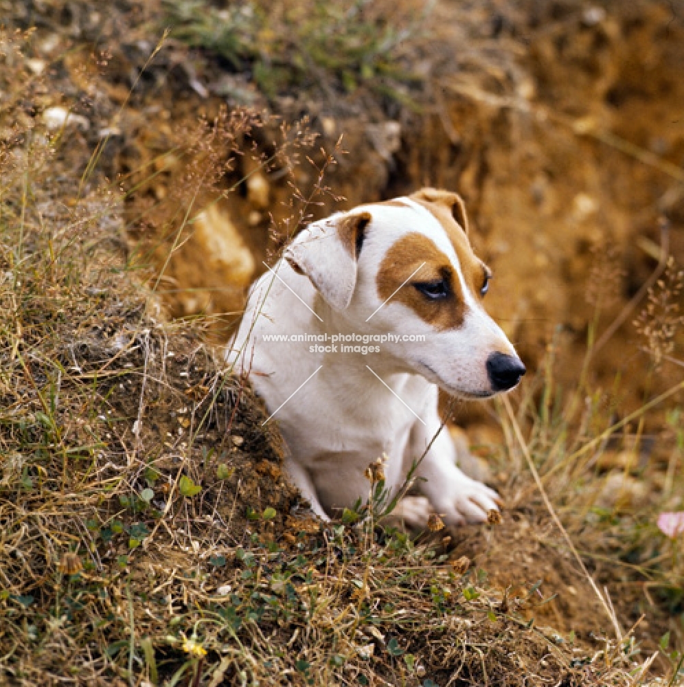 jack russell terrier emerging from hole in ground
