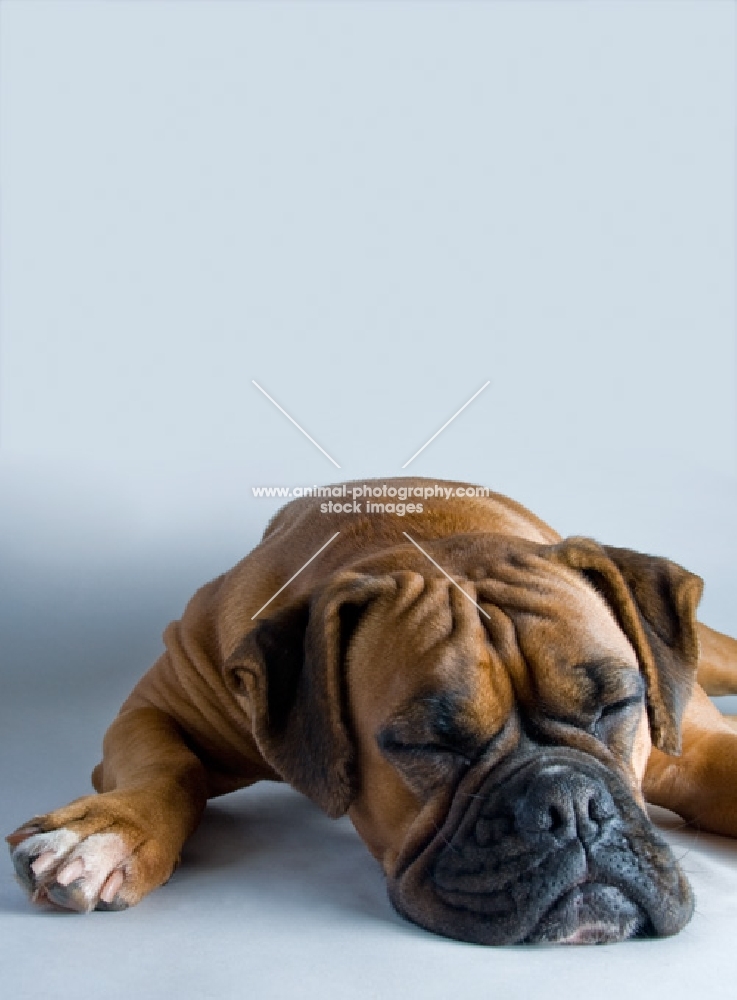 Boxer sleeping