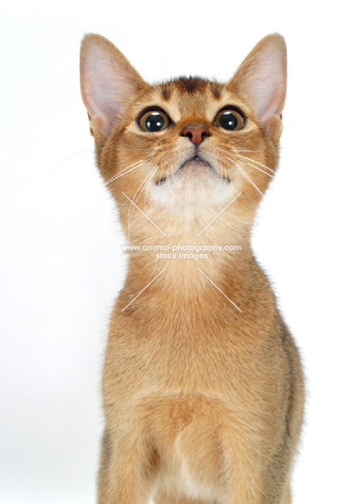 young ruddy abyssinian cat looking up