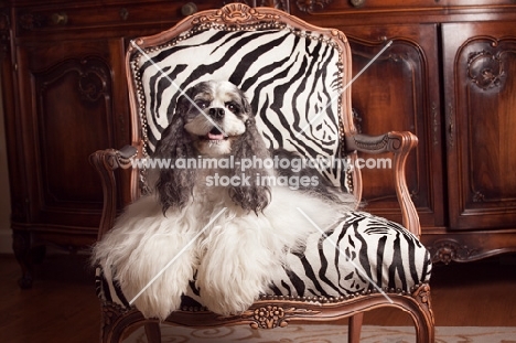 Cocker Spaniel on zebra chair