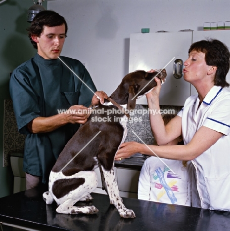 pointer on vet's table receiving inoculation from vet, neil forbes,