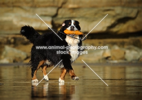 Bernese Mountain Dog with dummy