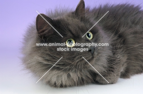 fluffy blue smoke siberian cat