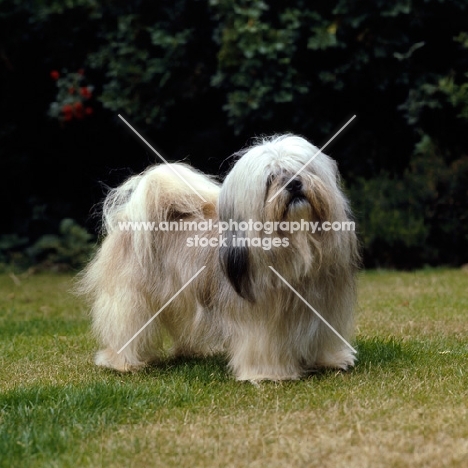 lhasa apso on grass