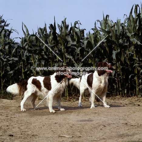 two dutch partridge dogs standing by corn field