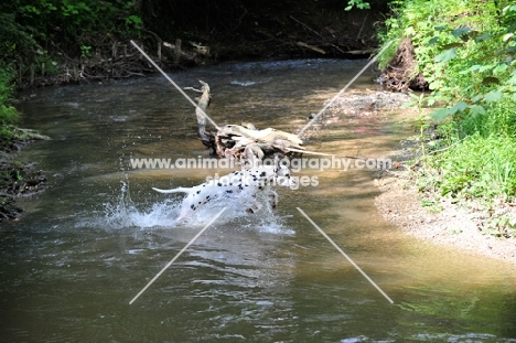 Dalmatian running in river