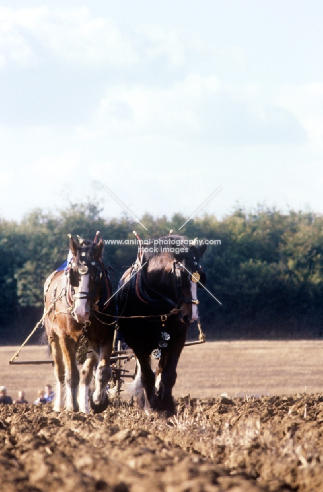two shire horses working in a field