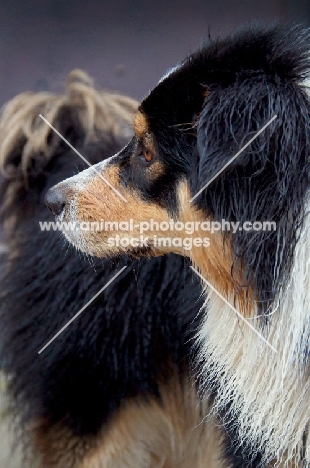 Australian Shepherd dog, turned