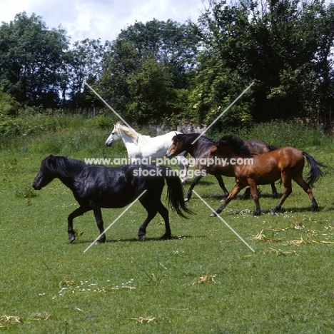 four native ponies trotting and cantering loose in field, black pony is fell pony