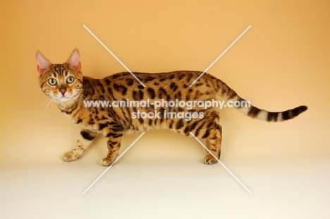 brown spotted bengal side view