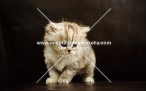 Scottish Fold kitten