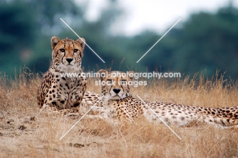 Cheetahs