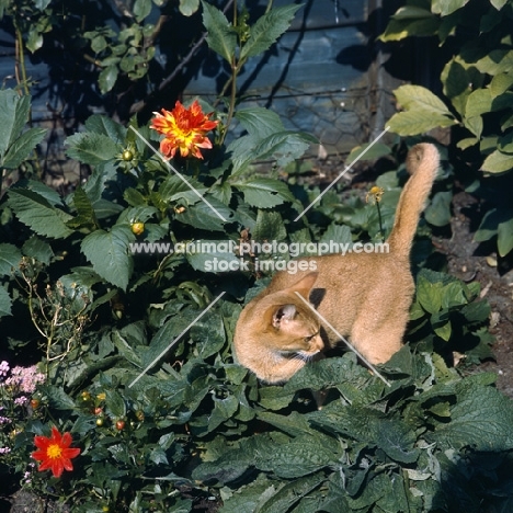 int ch dockaheems caresse,  red abyssinian cat in garden