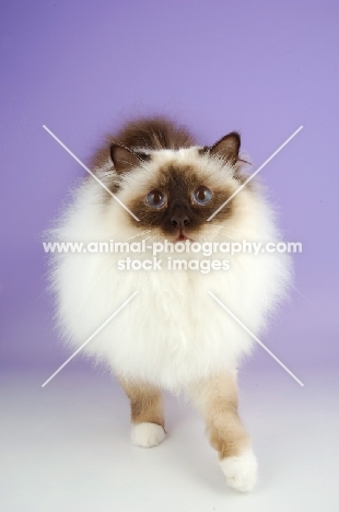 seal pointed Birman cat on pastel background