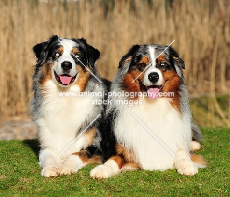 two Australian Shepherd dogs lying down