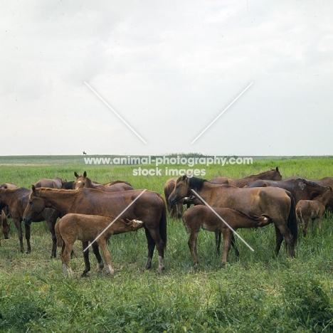 group of Don mares with foals, two suckling
