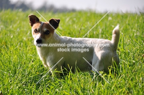 Jack Russell in high grass