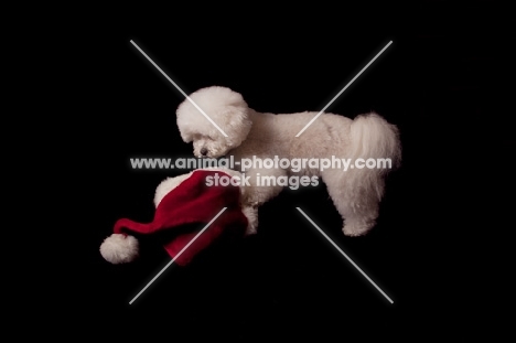 Bichon Frise looking at Christmas hat