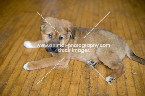 Mixed breed puppy lying on hardwood floor.