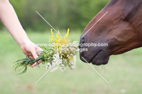 Appaloosa horse smelling flowers