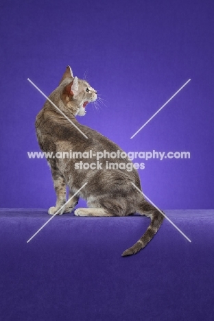 Australian Mist cat on periwinkle background, meowing