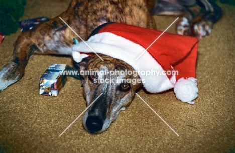 greyhound wearing a christmas hat