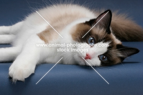 Seal Point Bi-Color Ragdoll, resting on blue background