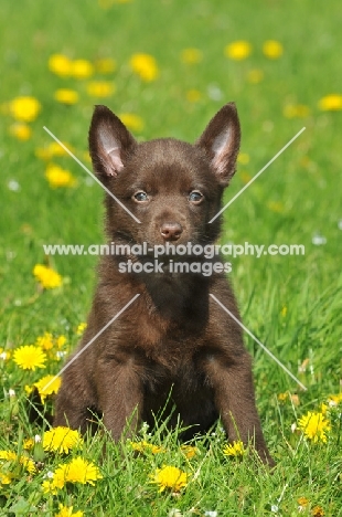 brown Australian Kelpie puppy