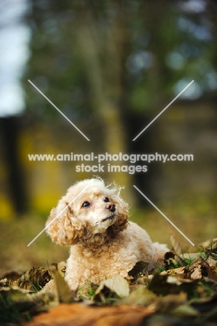 apricot coloured toy Poodle lying on leaves