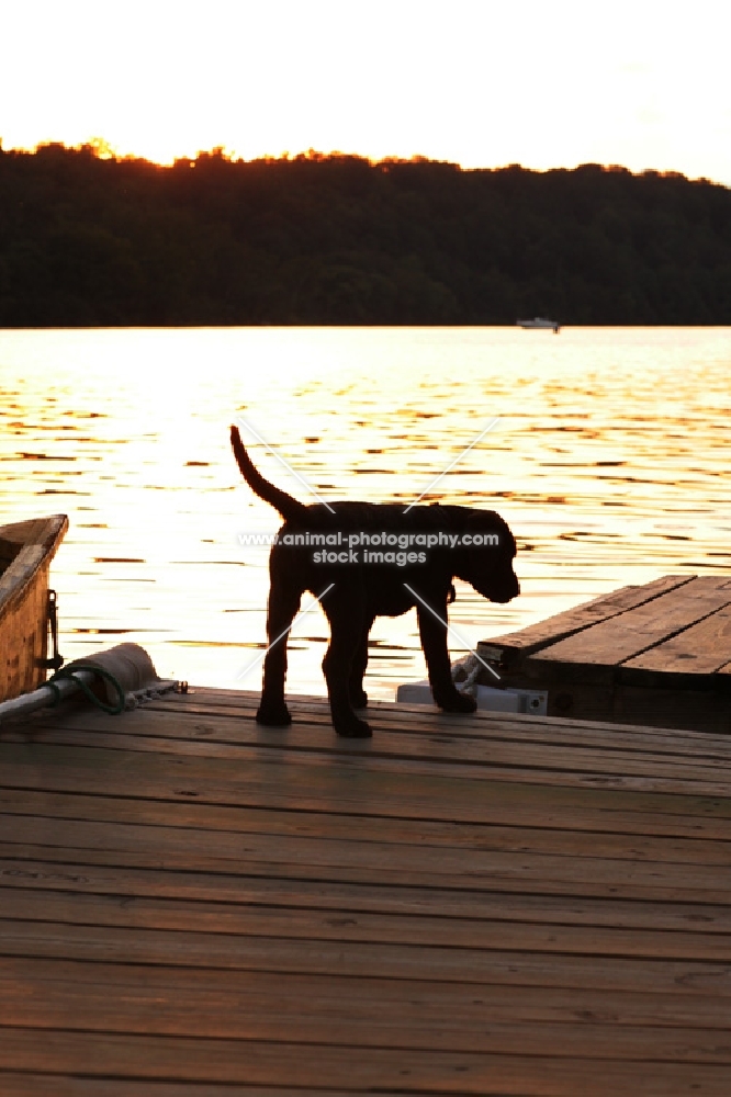 silhouette of young chocolate labrador on pier