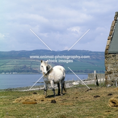 Eriskay Pony eating hay