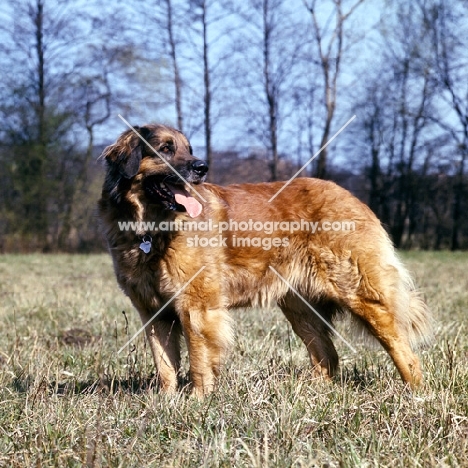 ger ch elfie von muhlengrund, leonberger standing in field