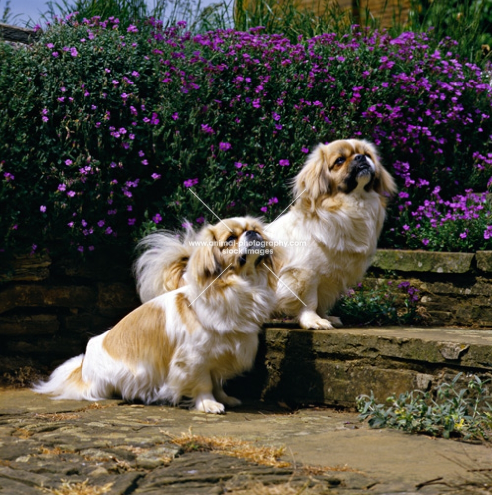 velrock lu-tsang at braeduke & velrock la-tru at braeduke,  two tibetan spaniels sitting on steps