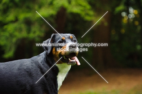 Great Swiss Mountain Dog