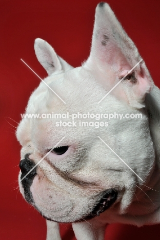 French Bulldog with ears up looking at camera