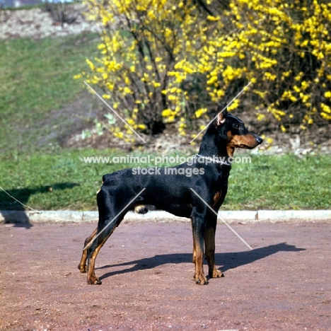 pinscher with cropped ears