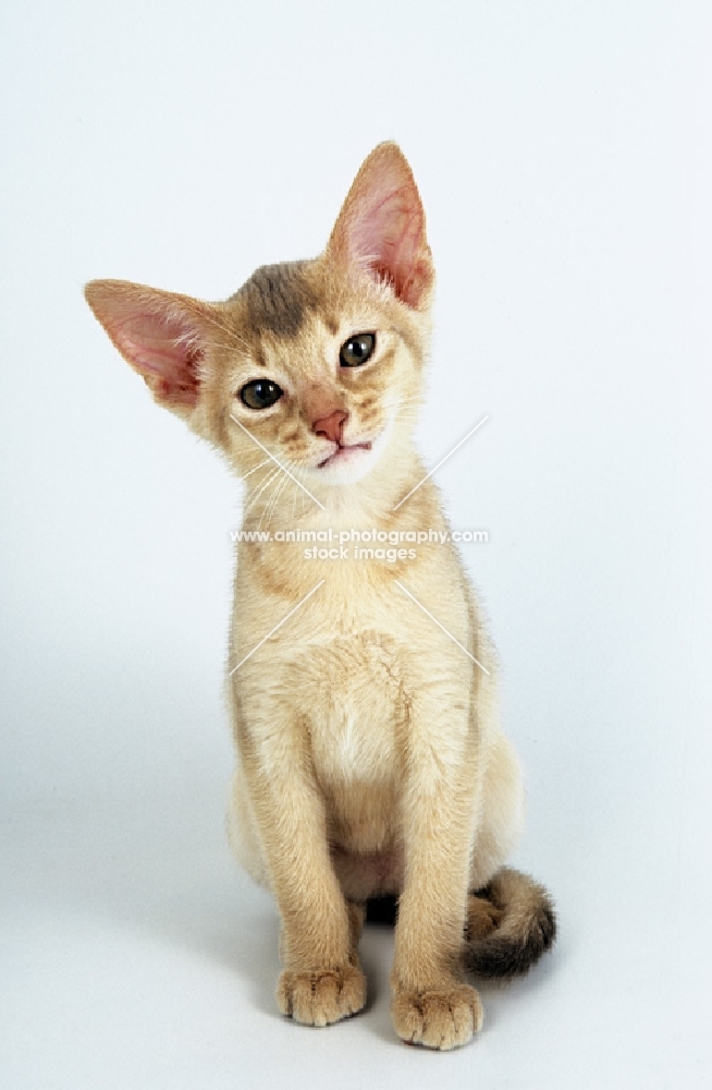 lilac abyssinian kitten on white background