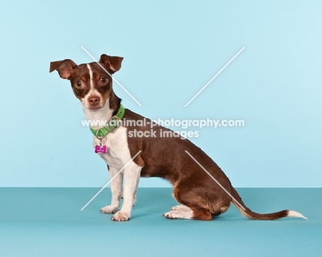 chihuahua on blue background