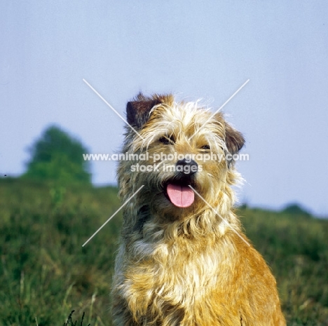 Hollandse Smoushond, portrait