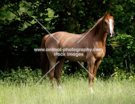 Polish Arab standing in field