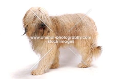 Australian Champion Briard on white background