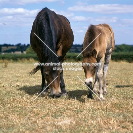 Exmoor mare and foal grazing