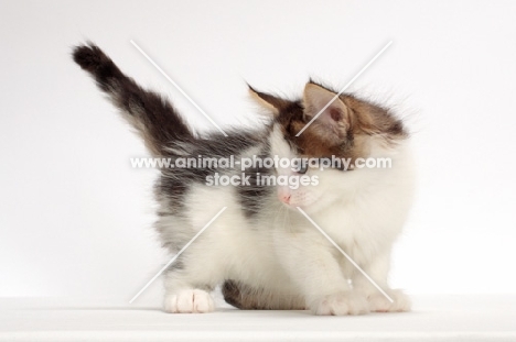 Brown Tabby & White Norwegian Forest kitten