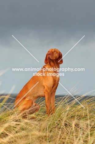 Hungarian Vizsla